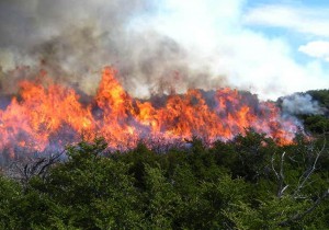 G12041147.JPG MÉRIDA, Yuc.-Incendio-Yucatán. Alrededor de 390 incendios se han registrado en Yucatán resultado de las altas temperaturas, así lo dio a conocer el secretario de Desarrollo Urbano y Medio Ambiente, Eduardo Batllori. EGV. Foto: Agencia EL UNIVERSAL.
