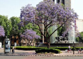 Jacarandas en flor tiñen de violeta las calles de la Ciudad de México en primavera.