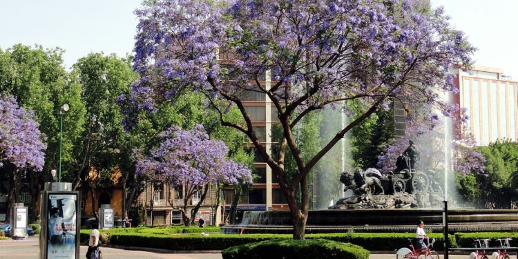 Jacarandas en flor tiñen de violeta las calles de la Ciudad de México en primavera.